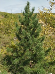 Pinus sylvestris