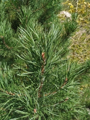 Pinus sylvestris