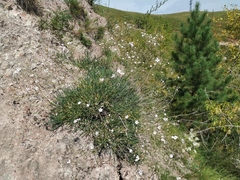 Gypsophila patrinii