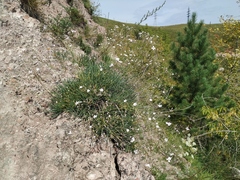 Gypsophila patrinii