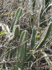 Stenocereus standleyi