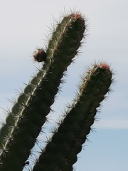 Stenocereus standleyi
