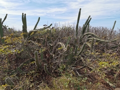 Stenocereus standleyi