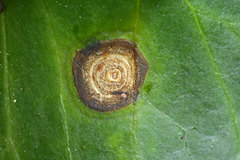 Colletotrichum trichellum