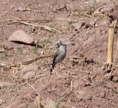 Muscisaxicola rufivertex