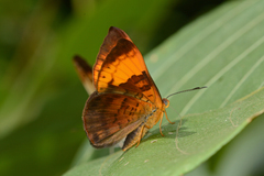 Emesis adelpha