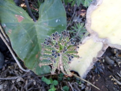 Kalanchoe