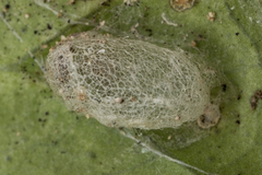 Micromus tasmaniae