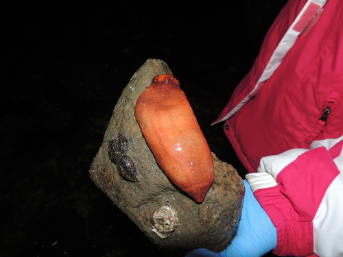 Orange Sea Cucumber, Vancouver, BC, Canada, photo 9 of 10
