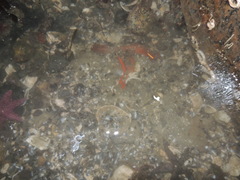 Tubulanus