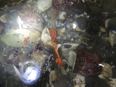 Tubulanus