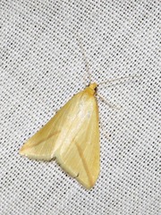 Rhodometra sacraria