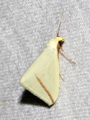 Rhodometra sacraria