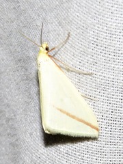 Rhodometra sacraria