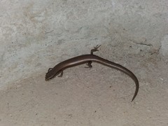 Ablepharus deserti
