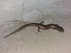 Ablepharus deserti