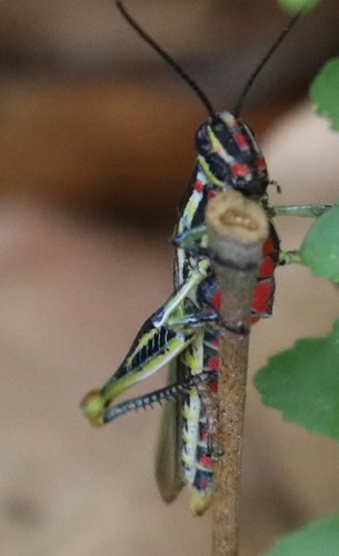 Poecilocerastis striata