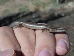 Ablepharus deserti