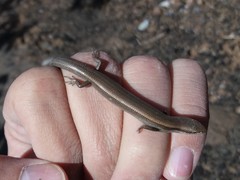 Ablepharus deserti
