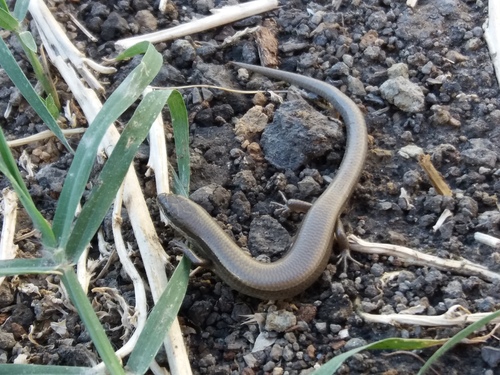 Desert Lidless Skink, Ablepharus deserti