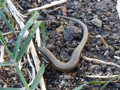 Ablepharus deserti