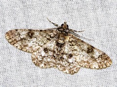 Cleora flavivenata