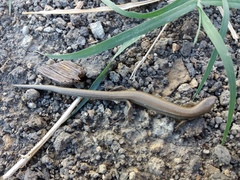 Ablepharus deserti