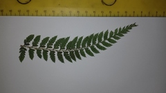 Polystichum pungens