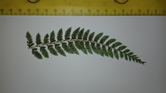 Polystichum pungens
