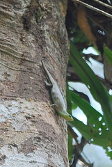 Dasia olivacea