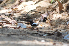 Enicurus leschenaulti