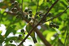 Chloropsis cyanopogon