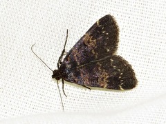 Hydrillodes uliginosalis