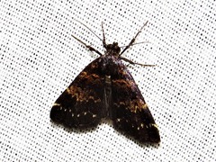 Hydrillodes uliginosalis