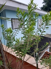 Baccharis dracunculifolia