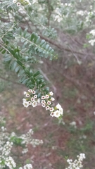 Thryptomene calycina