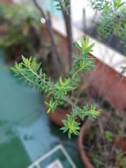 Baccharis dracunculifolia