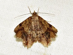 Chiasmia umbrata