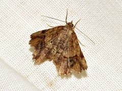 Chiasmia umbrata