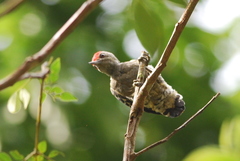 Hemicircus concretus