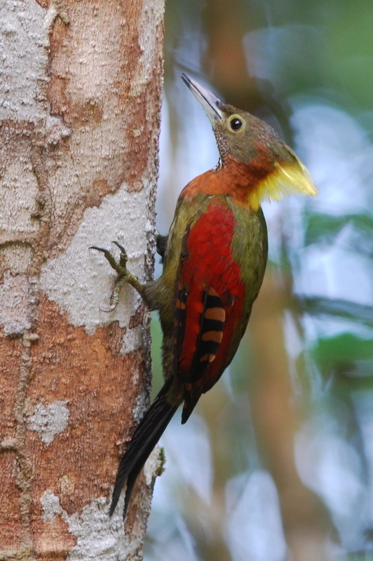 Checker-Throated Woodpecker