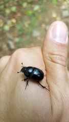 Geotrupes stercorarius