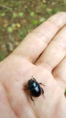 Geotrupes stercorarius