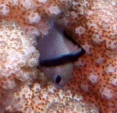 Dascyllus reticulatus