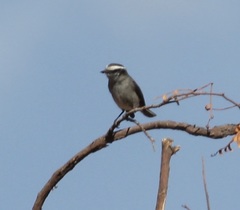 Ochthoeca leucophrys