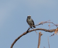 Ochthoeca leucophrys