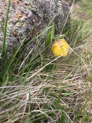 Fritillaria collina
