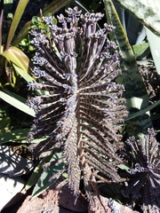 Kalanchoe