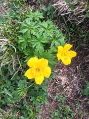 Trollius ranunculinus