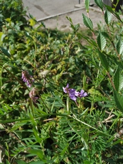 Vicia cracca